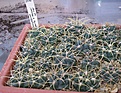 Нажмите на изображение для увеличения.

Название:	Gymnocalycium_monvillei_v_steineri_VG491_IMG_8847.jpg
Просмотров:	204
Размер:	201.4 Кб
ID:	338400