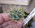 Нажмите на изображение для увеличения.

Название:	Gymnocalycium_monvillei_v_safronovii_VG506_IMG_8840.jpg
Просмотров:	210
Размер:	118.4 Кб
ID:	338401