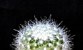 Нажмите на изображение для увеличения.

Название:	Mammillopsis senilis v.albiflorus_4y_8.13.jpg
Просмотров:	142
Размер:	107.0 Кб
ID:	338402