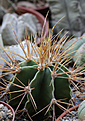 Нажмите на изображение для увеличения.

Название:	Astrophytum_ornatum.jpg
Просмотров:	154
Размер:	189.2 Кб
ID:	338403