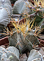 Нажмите на изображение для увеличения.

Название:	Astrophytum_ornatum_mirbelli.jpg
Просмотров:	147
Размер:	182.2 Кб
ID:	338405