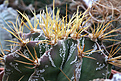 Нажмите на изображение для увеличения.

Название:	Astrophytum_ornatum+.jpg
Просмотров:	148
Размер:	216.0 Кб
ID:	338406