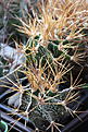 Нажмите на изображение для увеличения.

Название:	Astrophytum_ornatum_AA446_San_Luis.jpg
Просмотров:	154
Размер:	184.3 Кб
ID:	338407