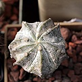 Нажмите на изображение для увеличения.

Название:	Astrophytum OrCoAs white_5y_26.8.13.jpg
Просмотров:	136
Размер:	108.8 Кб
ID:	338410