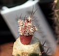 Нажмите на изображение для увеличения.

Название:	Astrophytum OrCoKab_3m_8.13.jpg
Просмотров:	136
Размер:	59.0 Кб
ID:	338411