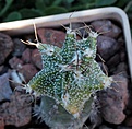 Нажмите на изображение для увеличения.

Название:	Astrophytum OrNivAs_2.5y_311.8.13.jpg
Просмотров:	132
Размер:	107.7 Кб
ID:	338412