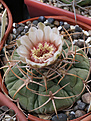 Нажмите на изображение для увеличения.

Название:	Gymnocalycium_guanchinense_VG231.jpg
Просмотров:	667
Размер:	212.7 Кб
ID:	338450