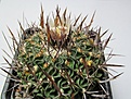 Нажмите на изображение для увеличения.

Название:	Echinofossulocactus2.jpg
Просмотров:	170
Размер:	139.2 Кб
ID:	338460