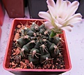Нажмите на изображение для увеличения.

Название:	Gymnocalycium.jpg
Просмотров:	178
Размер:	142.1 Кб
ID:	338461