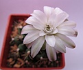 Нажмите на изображение для увеличения.

Название:	Gymnocalycium2.jpg
Просмотров:	176
Размер:	68.3 Кб
ID:	338462