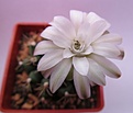 Нажмите на изображение для увеличения.

Название:	Gymnocalycium2.jpg
Просмотров:	161
Размер:	68.3 Кб
ID:	338462