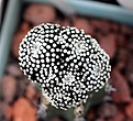 Нажмите на изображение для увеличения.

Название:	Mammillaria luethyi_26.8.13.jpg
Просмотров:	478
Размер:	109.8 Кб
ID:	338506