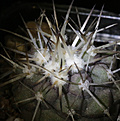 Нажмите на изображение для увеличения.

Название:	Copiapoa_cinerea_albispina_PV2154.jpg
Просмотров:	153
Размер:	200.2 Кб
ID:	338534