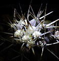 Нажмите на изображение для увеличения.

Название:	Copiapoa_cinerea_albispina_PV2154_.jpg
Просмотров:	151
Размер:	165.8 Кб
ID:	338535