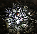 Нажмите на изображение для увеличения.

Название:	Copiapoa_griseoviolacea_PV2383.jpg
Просмотров:	154
Размер:	212.0 Кб
ID:	338536