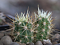 Нажмите на изображение для увеличения.

Название:	Trichocereus_litoralis_RUS201.jpg
Просмотров:	159
Размер:	192.1 Кб
ID:	338544