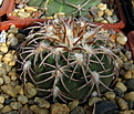Нажмите на изображение для увеличения.

Название:	Gymnocalycium_spegazzinii_punillense.jpg
Просмотров:	693
Размер:	150.2 Кб
ID:	338558