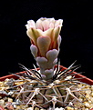 Нажмите на изображение для увеличения.

Название:	Gymnocalycium_spegazzinii_punillense2.jpg
Просмотров:	707
Размер:	95.0 Кб
ID:	338559