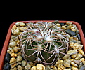 Нажмите на изображение для увеличения.

Название:	Gymnocalycium_spegazzinii_punillense_GN91-492_1561.jpg
Просмотров:	639
Размер:	142.6 Кб
ID:	338560