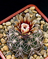 Нажмите на изображение для увеличения.

Название:	Gymnocalycium_spegazzinii_punillense_GN91-492_1561_.jpg
Просмотров:	704
Размер:	103.1 Кб
ID:	338562