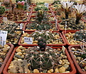 Нажмите на изображение для увеличения.

Название:	Gymnocalycium_spegazzinii_punillense1.jpg
Просмотров:	690
Размер:	193.1 Кб
ID:	338563