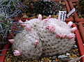 Нажмите на изображение для увеличения.

Название:	Mammillaria_plumosa.jpg
Просмотров:	155
Размер:	163.8 Кб
ID:	338566