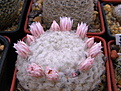 Нажмите на изображение для увеличения.

Название:	Mammillaria_plumosa2.jpg
Просмотров:	162
Размер:	146.2 Кб
ID:	338567