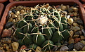 Нажмите на изображение для увеличения.

Название:	2_Coryphantha_maiz-tablasensis_SantaRita.jpg
Просмотров:	149
Размер:	181.6 Кб
ID:	338572