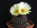 Нажмите на изображение для увеличения.

Название:	Notocactus_tabularis.jpg
Просмотров:	143
Размер:	128.6 Кб
ID:	338574