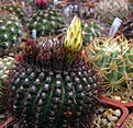 Нажмите на изображение для увеличения.

Название:	Notocactus_tabularis3.jpg
Просмотров:	134
Размер:	163.2 Кб
ID:	338576
