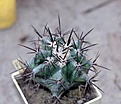 Нажмите на изображение для увеличения.

Название:	Echinocactus ingens_10y_12.8.13.jpg
Просмотров:	91
Размер:	87.8 Кб
ID:	338604