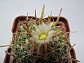 Нажмите на изображение для увеличения.

Название:	Echinofossulocactus1.jpg
Просмотров:	181
Размер:	98.6 Кб
ID:	338614