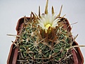 Нажмите на изображение для увеличения.

Название:	Echinofosullocactus2.jpg
Просмотров:	168
Размер:	123.9 Кб
ID:	338615