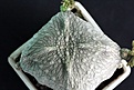 Нажмите на изображение для увеличения.

Название:	Pseudolithos cubiformis_5.11.13.jpg
Просмотров:	228
Размер:	81.1 Кб
ID:	338616