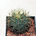 Нажмите на изображение для увеличения.

Название:	Ferocactus glaucescens_11y_11.8.132.jpg
Просмотров:	150
Размер:	110.9 Кб
ID:	338624