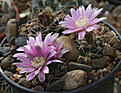 Нажмите на изображение для увеличения.

Название:	Gymnocalycium_neuhuberii_typ_GN77-363.jpg
Просмотров:	662
Размер:	190.7 Кб
ID:	338630