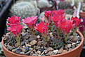 Нажмите на изображение для увеличения.

Название:	Rebutia_pygmaea_v.violescens_WR295.jpg
Просмотров:	139
Размер:	210.9 Кб
ID:	338644