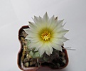 Strombocactus_disciformis.jpg
