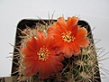 Sulcorebutia_torotorensis_L327_Mina_Asientos.jpg