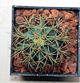 Нажмите на изображение для увеличения.

Название:	Ferocactus glaucescens_11y_11.8.13.jpg
Просмотров:	131
Размер:	94.9 Кб
ID:	338738