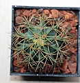 Нажмите на изображение для увеличения.

Название:	Ferocactus glaucescens_11y_11.8.13.jpg
Просмотров:	116
Размер:	94.9 Кб
ID:	338738