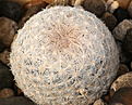 Нажмите на изображение для увеличения.

Название:	Mammillaria_egregia_HK1151.jpg
Просмотров:	151
Размер:	220.7 Кб
ID:	338772