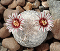 Нажмите на изображение для увеличения.

Название:	Mammillaria_egregia_HK1151_.jpg
Просмотров:	141
Размер:	222.3 Кб
ID:	338773