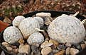 Нажмите на изображение для увеличения.

Название:	Mammillaria_humboldii_RH132_.jpg
Просмотров:	138
Размер:	238.9 Кб
ID:	338777