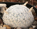 Нажмите на изображение для увеличения.

Название:	Mammillaria_humboldii_RH132.jpg
Просмотров:	142
Размер:	206.6 Кб
ID:	338778