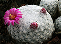 Нажмите на изображение для увеличения.

Название:	Mammillaria_humboldii_RH132+.jpg
Просмотров:	148
Размер:	207.8 Кб
ID:	338779