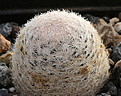 Нажмите на изображение для увеличения.

Название:	Mammillaria_lasiacantha_SB255.jpg
Просмотров:	145
Размер:	202.5 Кб
ID:	338780