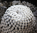 Нажмите на изображение для увеличения.

Название:	Mammillaria_luethyi.jpg
Просмотров:	137
Размер:	177.8 Кб
ID:	338783