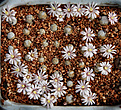 Нажмите на изображение для увеличения.

Название:	Mammillaria_sanchez-mejoradae_.jpg
Просмотров:	152
Размер:	226.9 Кб
ID:	338786