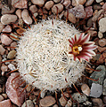 Нажмите на изображение для увеличения.

Название:	Mammillaria_stella-de-tacubaia.jpg
Просмотров:	133
Размер:	223.5 Кб
ID:	338787